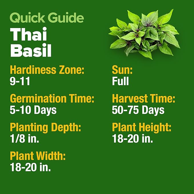HOME GROWN Thai Basil Seeds Pack - 438 High Germination 𝗡𝗢𝗡-𝗚𝗠𝗢 𝗨𝗦𝗔 Heirloom Herb Seeds for Planting,Ideal for Growing Fresh Basil Planting Indoor or Outdoor(Ocimum basilicum var.thyrsiflora)