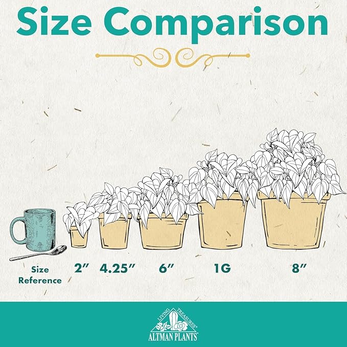 Altman Plants Live Houseplants (12PK), Indoor Plants for Delivery Prime, Live Plants and Gardening Gifts for Plant Lovers, Planters for Indoor Plants with Potting Soil, Live House Plants Indoors Live