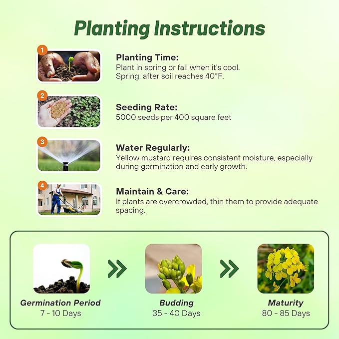 Outsidepride Yellow Mustard Seeds - 10000 Pcs Nutrient-Rich, Flavorful Annual Microgreen Seeds for Planting, Easy-to-Grow, Ideal for Indoor & Outdoor Cultivation, Soil & Hydroponic Systems