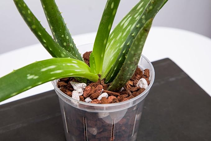 rePotme 8 inch Orchid Pot with Holes - 3 Pack of Slotted Orchid Pots (Crystal Clear) - All Purpose Planter for All Indoor Plants