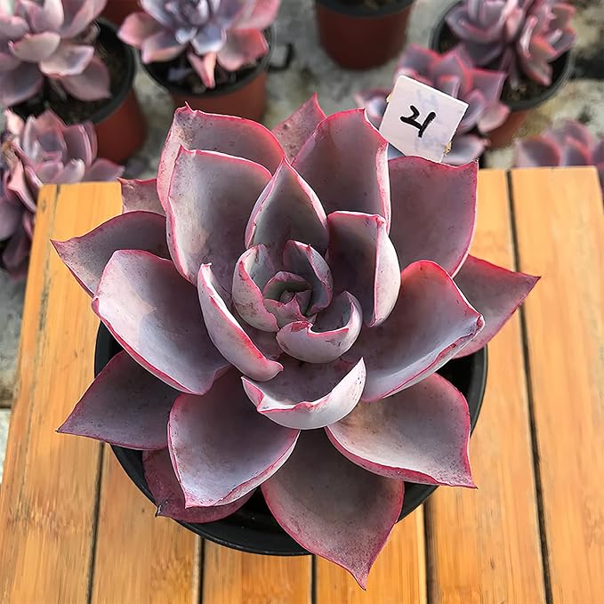 4-inch Succulent Echeveria Afterglow, Live Succulents Plants Fully Rooted in Pots with Soil, Easy-Care House Plants for DIY, Home Office Decoration