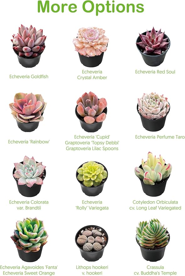 Live Succulent Echeveria 'Mexican pulidonis', Approx 2-inch Large, Potted Succulents, Fully Rooted, Easy Care House Plants