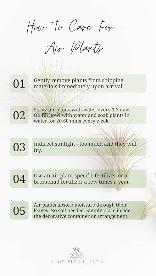 Shop Succulents | Assorted Collection | Variety of Species, Tropical House Plant for Home Décor, DIY Terrariums, 100-Pack