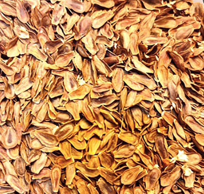 Blood Flower Milkweed Seeds - Food and Host Plant for Monarch Butterflies…