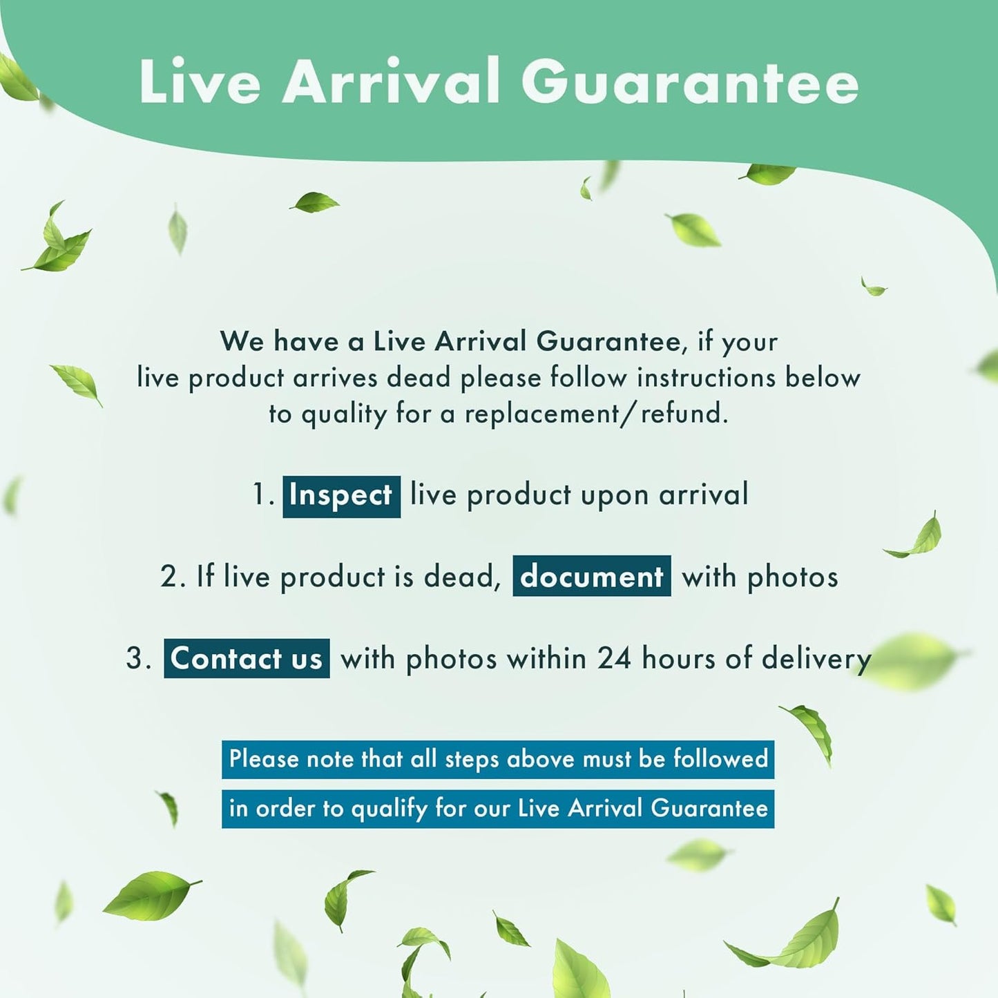 Anubias Live Aquarium Plants - Potted Freshwater Plant for Fish Tanks, Terrariums - Beginner Friendly Low Light (Nana Golden, 3 Pots)