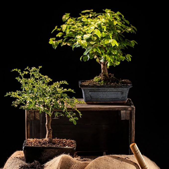 3 Pcs Garden Tools,Mini Gardening Tools,Gardending Hand Tools Kit for Seedling for Succulent,Home Plants,Garden Potted Plants Etc Indoor Plant Accessories