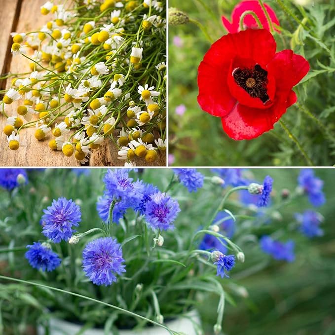 Eden Brothers Field of Dreams Flower Mixed Seeds for Planting, 1/4 lb, 120,000+ Seeds with German Chamomile, Cornflower | Attracts Pollinators, Plant in Spring or Fall, Zones 3, 4, 5, 6, 7, 8, 9, 10