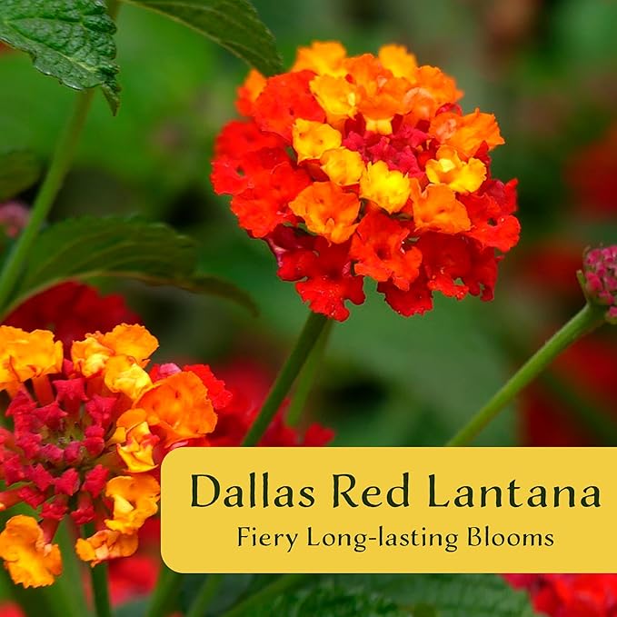 6 Dallas Red Lantana | Live Plants in 2.5-inch Nursery Cubes | Lantana Camara 'Dallas Red' Variety | Hardy Evergreen Perennial Shrub | Fiery Vibrant Blooms for Home & Garden