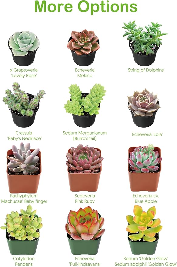 Live Succulent Plants Aeonium 'Dark Sea', Easy Care Potted Succulents, Approx 4" D x 8" H, Indoor Houseplant, Unique Gifts, Home Office Décor