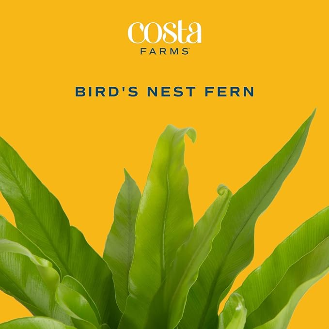 Costa Farms Bird's Nest Fern Live Indoor House Plant 15-Inches Tall, Grower's Pot