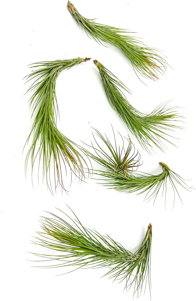 Air Plants - Tillandsia Funckiana Hybrid, Large 5-7" - 5ct - Live Arrival Guaranteed - House Plants for Home Decor & Gift