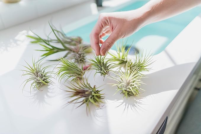 Grab Bag Pack Small & Medium Air Plants - Fertilizer Packet - Wholesale - Bulk - Live Tillandsia - Easy Care House Plant - Succulents, 10 Count (Pack of 1)