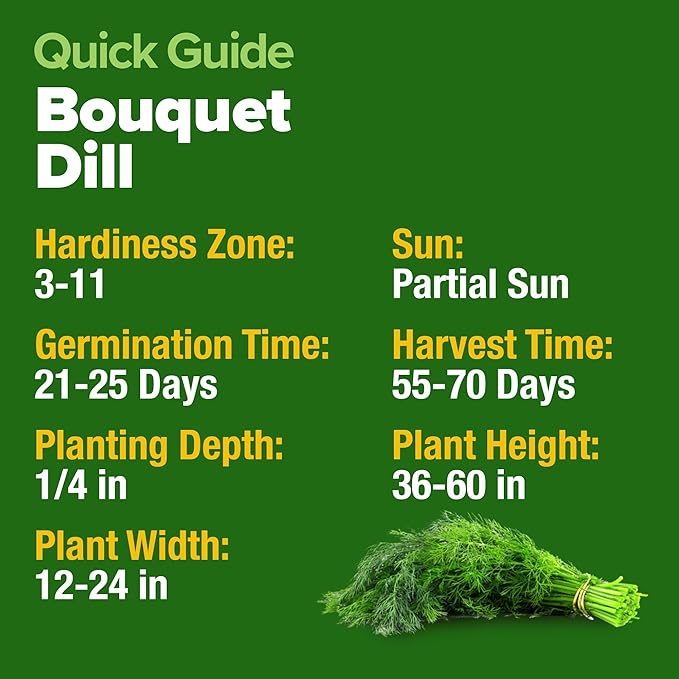 HOME GROWN 𝗨𝗦𝗔 𝗣𝗥𝗘𝗠𝗜𝗨𝗠 Dill Seeds for Planting 1,014 Bouquet Dill Seeds 𝗡𝗢𝗡-𝗚𝗠𝗢 and Heirloom Herb Seeds for Planting Outdoors, Grow Your Fragrant Dill Herb Garden (Anethum graveolens)