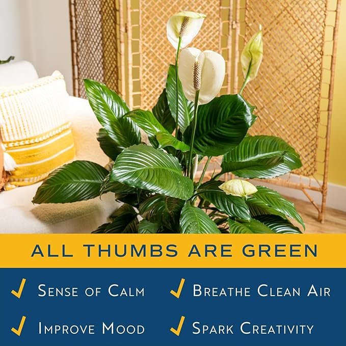 Costa Farms Peace Lily Plant, Live Indoor Houseplant with Flowers Potted in Indoors Garden Plant Pot, Air Purifying Potting Soil, Birthday, New House Gift, Home, Office and Room Decor, 2-3 Feet Tall