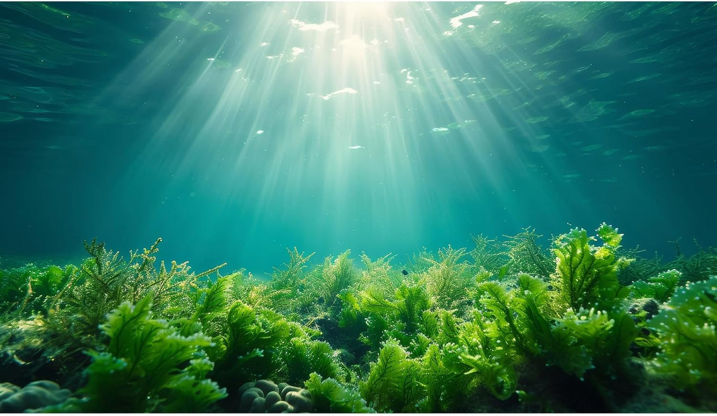 Deep Ocean Fish Tank Background Under The Sea Aquatic Plants Aquarium Background Underwater Corals Sunray Terrarium Backgrounds Tropical Fish Ocean World Aquarium Backgrounds Decorations 72x16in