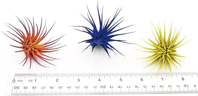Live Extra Large Tillandsia Ionantha Guatemala Colorful Air Plant 3+ inch Enhanced Color Easy Care Indoor Outdoor Home Decor Gift Airplant by Awesome Industries (Light Blue XL)