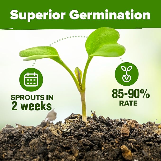 HOME GROWN 6 Herb Seeds for Planting 3,200+ Non-GMO Heirloom Seeds | Extra Large Variety Pack Herb Kit – Indoor Outdoor & Hydroponic | Culinary Seed Set | Grow Your Own Herbs | Gift for Beginners