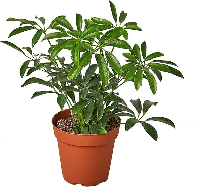 Umbrella Plant Premium Potting Mix - Optimal Balance of Air, Moisture, and Nutrients for Thriving Plants - 3 Quart