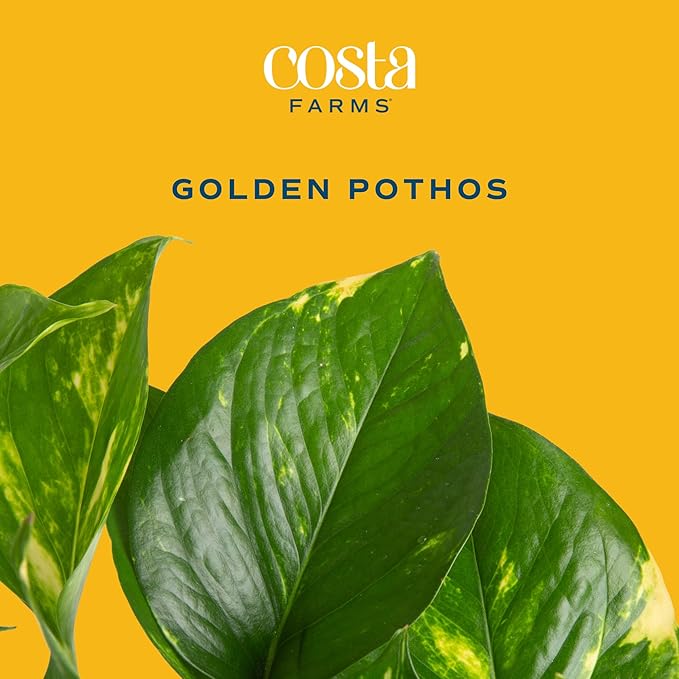 Costa Farms Live Pothos Plant (Pack of 4) - Easy Grow Vining Live Indoor Houseplant, Air Purifying Trailing Plant in Plant Pots, Housewarming Gift, Room, Home Decor, 10-12 Inches Tall