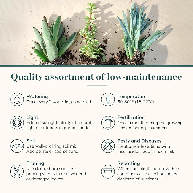 Shop Succulents Mixed Succulent Plant Pack 2" Grow Pot Pack of 32