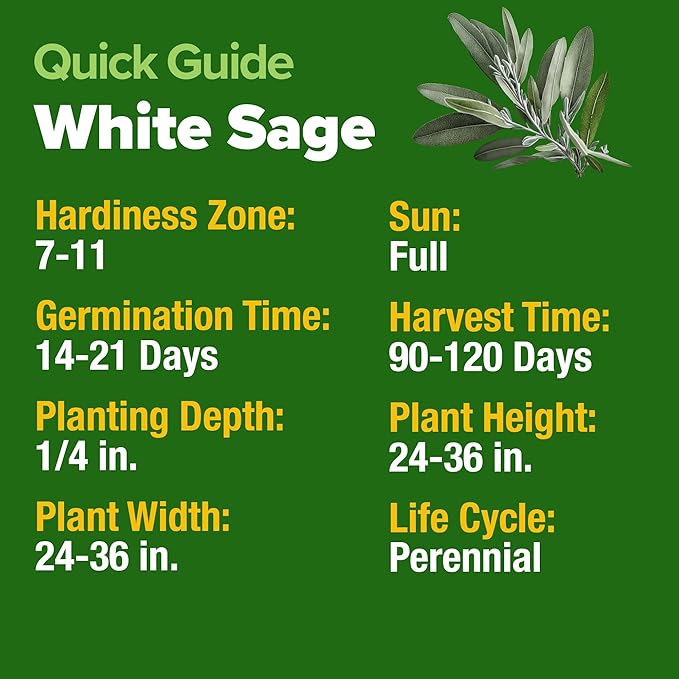 HOME GROWN 𝗨𝗦𝗔 𝗣𝗥𝗘𝗠𝗜𝗨𝗠 White Sage Seeds 323 Pack 𝗡𝗢𝗡-𝗚𝗠𝗢 Heirloom Seeds - Grow Aromatic Sage Plants for Your Herb Seeds Garden with Sage for Planting Outdoor or Indoor (Salvia apiana)