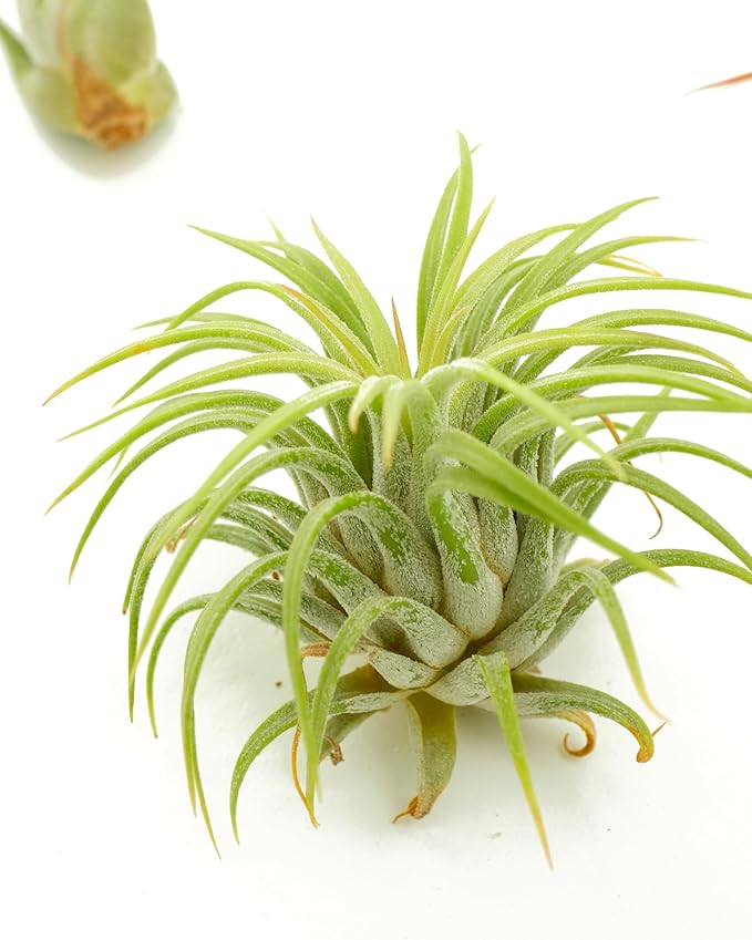 Shop Succulents | Assorted Collection | Variety of Species, Tropical House Plant for Home Décor, DIY Terrariums, 20-Pack