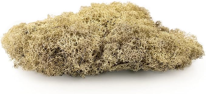 Premium Preserved Reindeer Moss for Potted Plants, Terrariums, Fairy Gardens, Arts and Crafts or Floral Decor Design in Natural (2 Quart Bag)