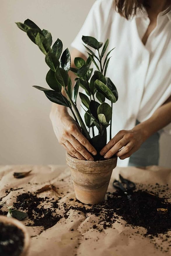 Premium ZZ Plant Essential Potting Blend - All-Natural Blend for Thriving Zamioculcas Plants - Boosts Root Health and Distinctive Beauty - 2 QUARTS