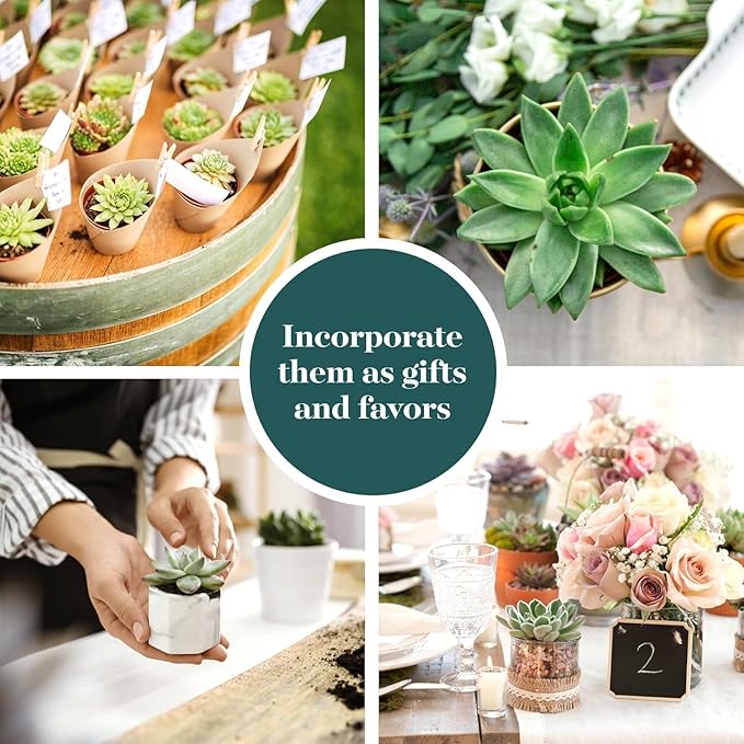 Shop Succulents Rosette Succulent Plant Pack Collection - Live Mini Succulent Plants, Low Maintenance, Floral Shaped Mix of Colors & Textures - Wedding and Party Favors, Gift & Garden, Pack of 256