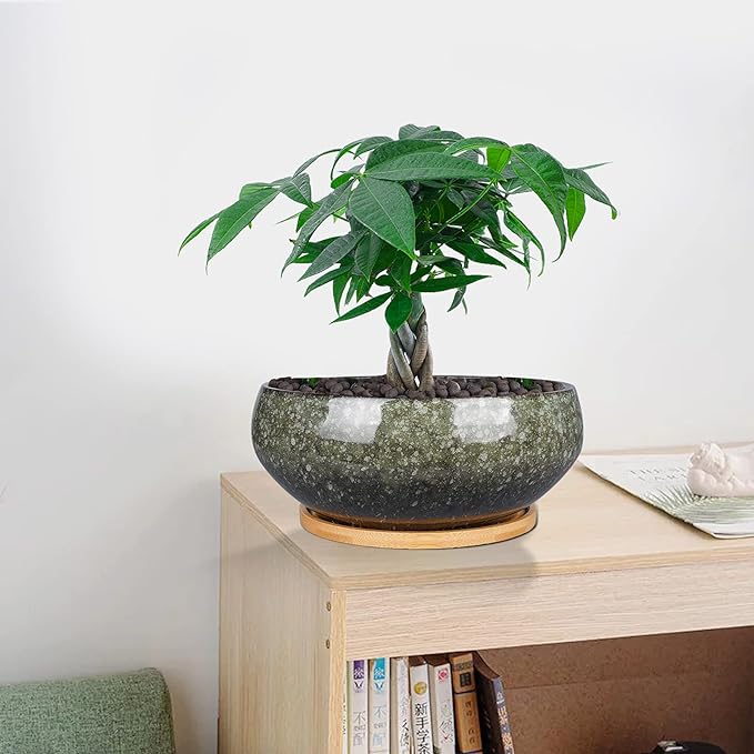8 Inch Ceramic Bonsai Planter Pot, Glazed Shallow Succulent Planter with Drainage Hole and Bamboo Saucer for Indoor Plants, Green