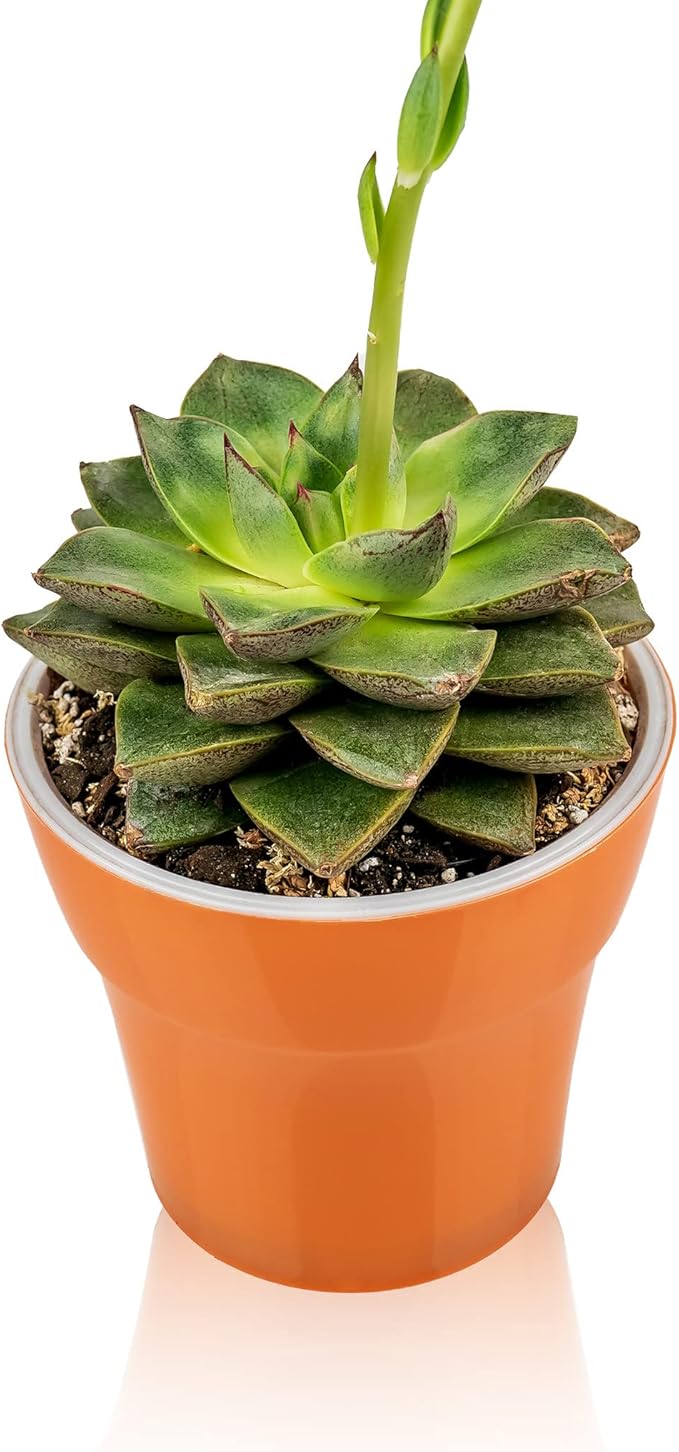 Professional Succulent Soil Premium All Purpose Blend | Pre-Mixed Ready to Use for Cactus and Succulents | Sphagnum Peat Moss, Perlite, New Zealand Pine Bark - Made in USA - 1 Quart