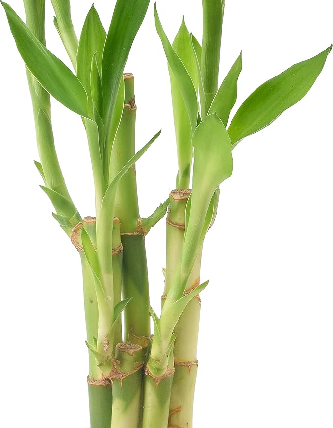 Arcadia Garden Products LV25 5-Stem Lucky Bamboo, Live Indoor Plant in Aged Wood Planter for Home, Work, or Gift, Dark ***Cannot Ship to Hawaii**