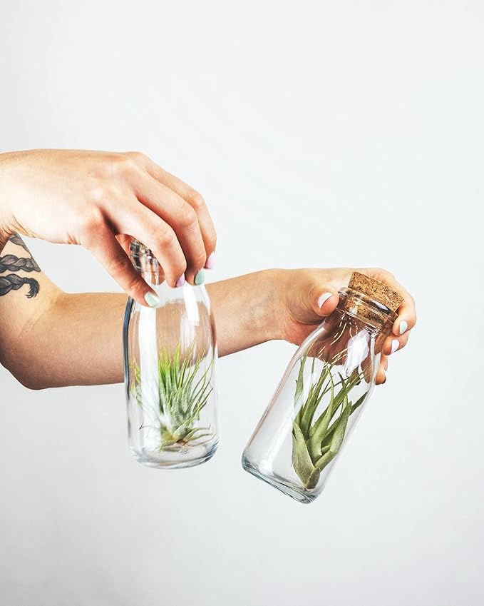 Shop Succulents | Assorted Collection | Variety of Species, Tropical House Plant for Home Décor, DIY Terrariums, 6-Pack