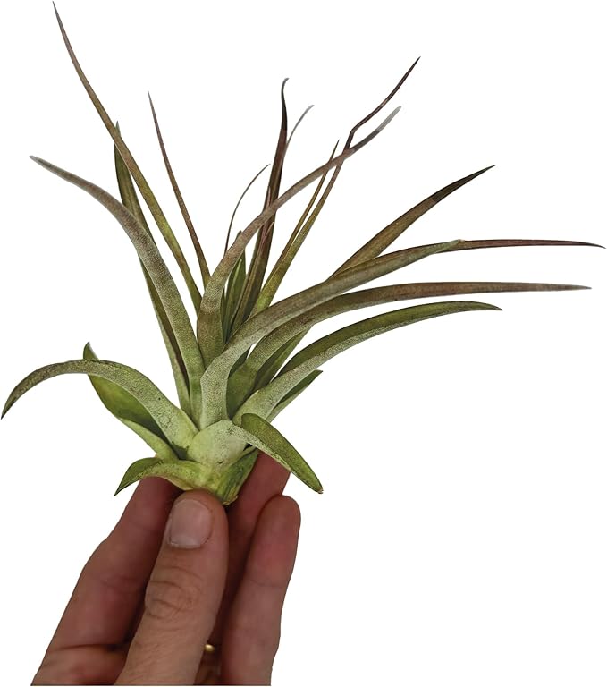 Air Plants - Tillandsia Brachycaulos Multiflora, Jumbo 5-7" - 5 ct - Live Arrival Guaranteed - House Plants for Home Decor & Gift