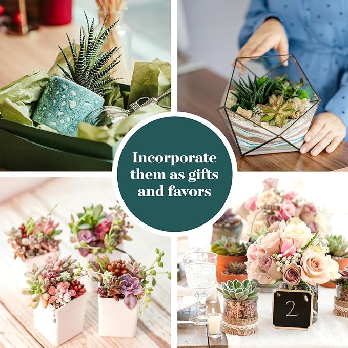Shop Succulents Assorted Succulent Plant Pack Collection - Live Mini Succulent Plants, Low Maintenance, Mixture of Colors & Textures - Wedding and Party Favors, Gift & Garden, Pack of 64