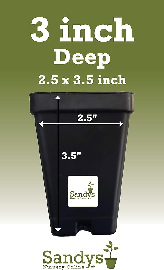 Thuja Green Giant Arborvitae Lot of 10, 3 Inch Pot