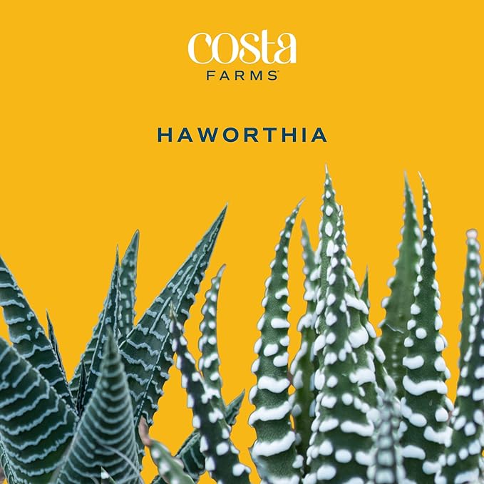 Costa Farms Haworthia Succulent, Easy to Grow Live Plant in Indoor Houseplant Pot, Potting Soil, 4-Inches Tall| Valentines Day Gift | Valentines Day Decoration