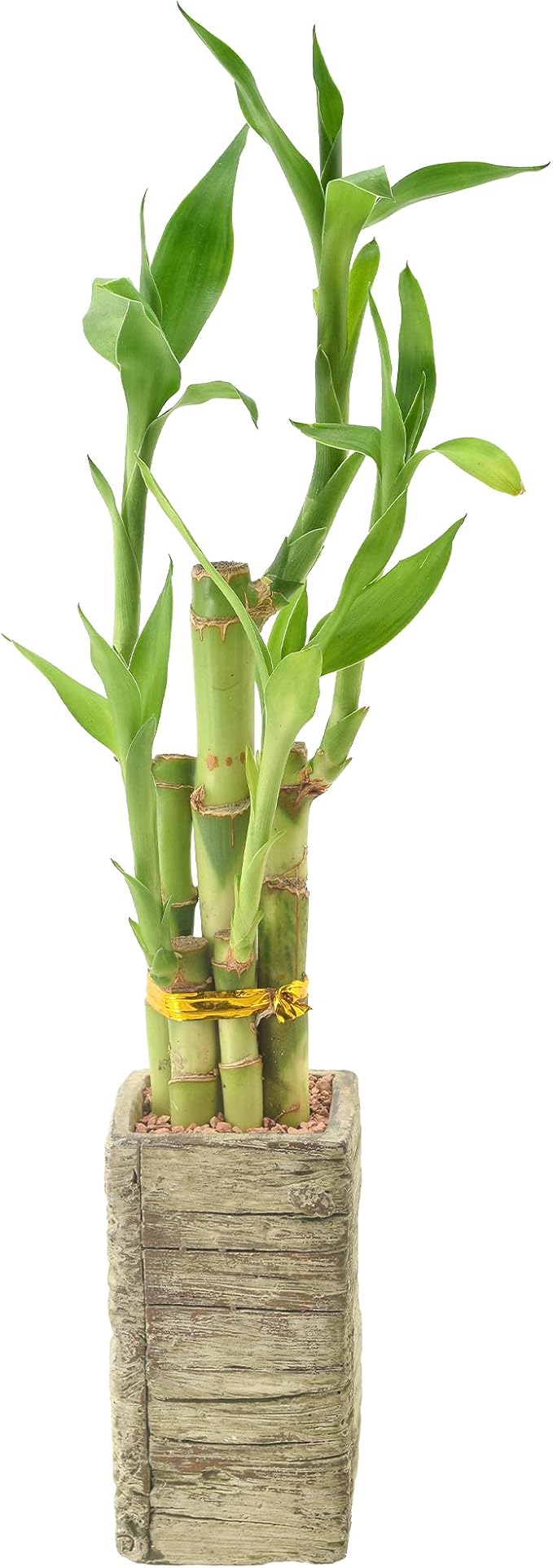 Arcadia Garden Products LV24 5-Stem Lucky Bamboo, Live Indoor Plant in Aged Wood Planter for Home, Work, or Gift, Medium ***Cannot Ship to Hawaii***