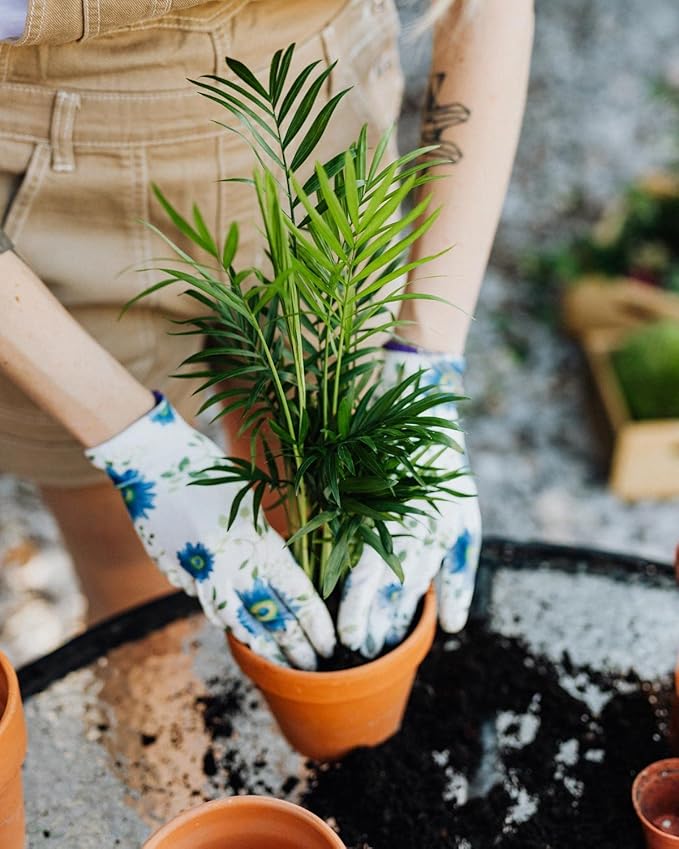 Palm Tree Potting Mix - The Ultimate Soil for Strong and Healthy Palms - Top Choice for Palm Tree Growers [3 Quart Bag]
