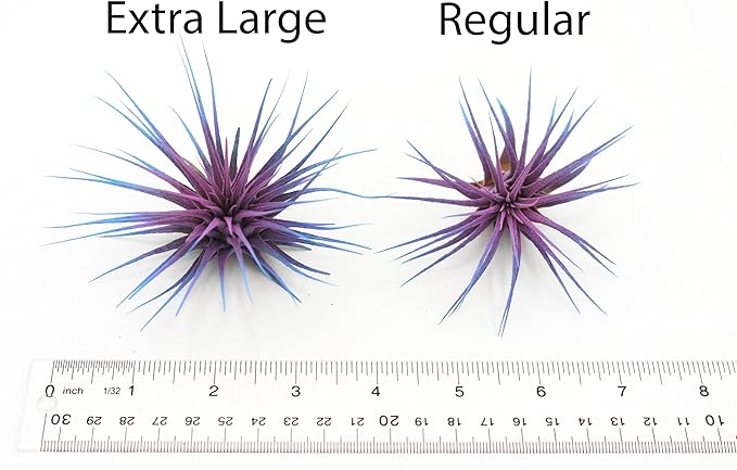 Dyed Tillandsia Ionantha Guatemala Enhanced Colored Colorful Air Plant Live Easy Care Indoor Outdoor Home Decor Gift Airplant by Awesome Industries Live Arrival Guaranteed (Lavender)