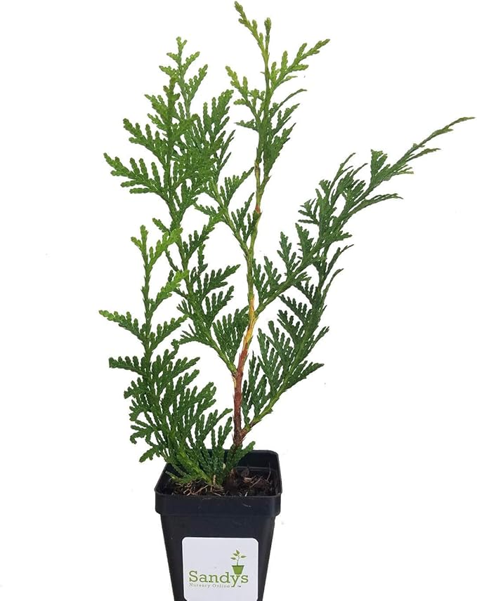 Thuja Green Giant Arborvitae Lot of 75, 3 Inch Pot