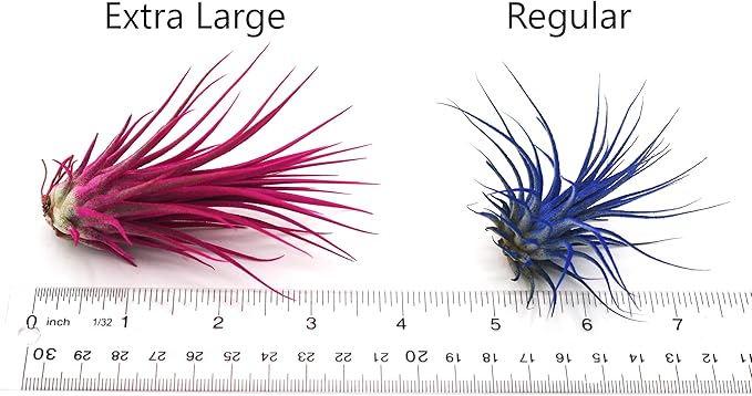 Live Extra Large Tillandsia Ionantha Guatemala Colorful Air Plant 3+ inch Enhanced Color Easy Care Indoor Outdoor Home Decor Gift Airplant by Awesome Industries (Red XL)