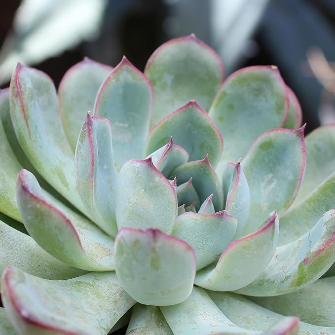 Altman Plants, Live Succulents Plants Live Houseplants (6PK), Succulents Live Plants Live House Plants Indoors Live, Live Cactus Plants Live Cacti Succulent Plants Live Indoor Plants Live Houseplants