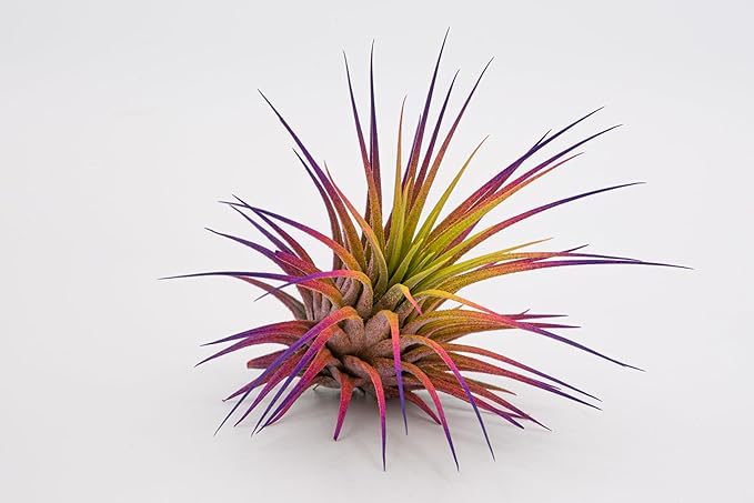 Live Extra Large Tillandsia Ionantha Guatemala Colorful Air Plant 3+ inch Enhanced Color Easy Care Indoor Outdoor Home Decor Gift Airplant by Awesome Industries (Sunset XL)