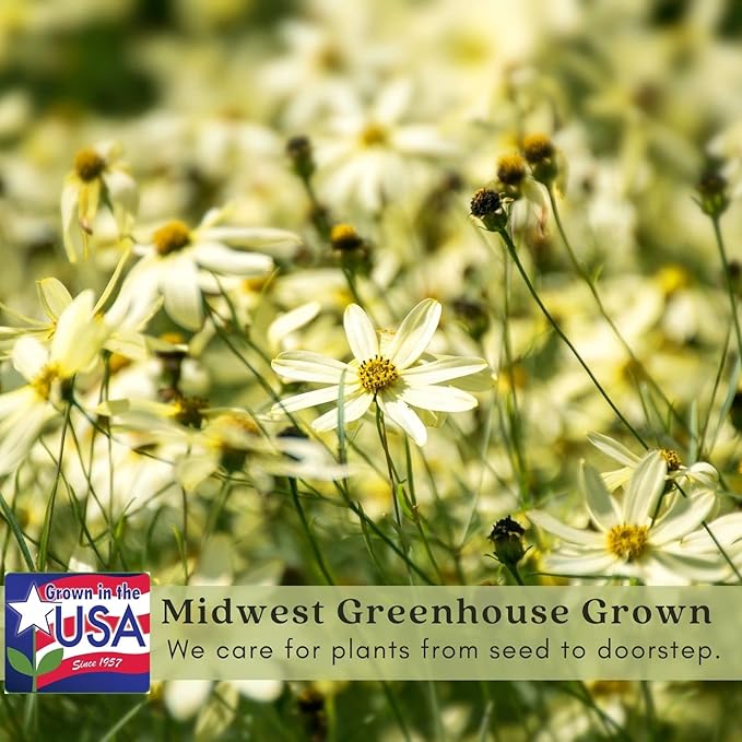 Clovers Garden Coreopsis Moonbeam (Tickseed) Plants – Two (2) Live Plants – Non-GMO - Not Seeds - Each 4" to 8" Tall – in 4" Inch Pots – Hardy Flowering Perennial, Pollinator Favorite