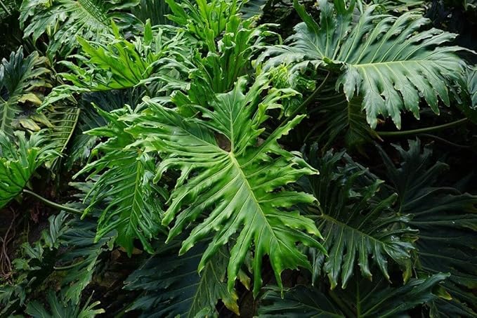 Split Leaf Philodendron Potting Soil - Enhances Aeration and Drainage for Thriving Foliage - 3 Quart