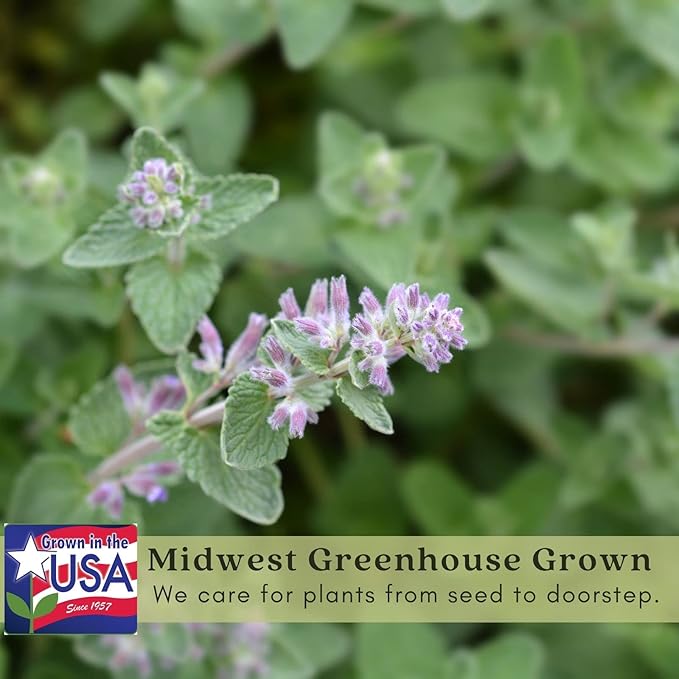 Clovers Garden Catmint (Nepeta) Plants – Two (2) Live Plants – Non-GMO - Not Seeds - Each 4" to 8" Tall – in 4" Inch Pots – Natural Mosquito Plant - Hardy Flowering Perennial Herb, Pollinator Favorite
