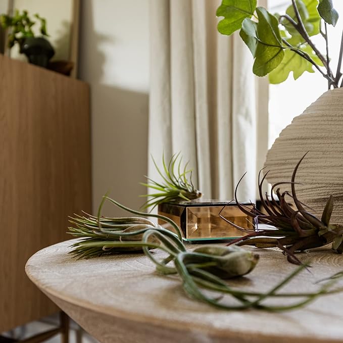 Air Plants Bulk - Tillandsia Variety Wholesale Pack, Regular 1-3" - 25ct - Live Arrival Guaranteed - House Plants for Home Decor & Gift
