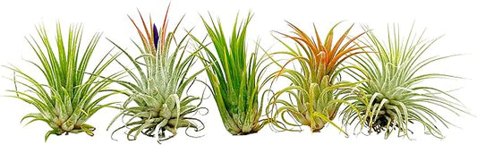 Air Plants - Tillandsia Ionantha Pack, Regular 1-3" - 5ct - Live Arrival Guaranteed - House Plants for Home Decor & Gift