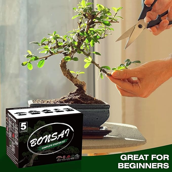 5 Bonsai Tree Kit Complete Plant Growing Tools, Grow in Pot Indoor Bonsai Tree Starter Kit, Great Home Gardening Potted Plants DIY Gift for Adults